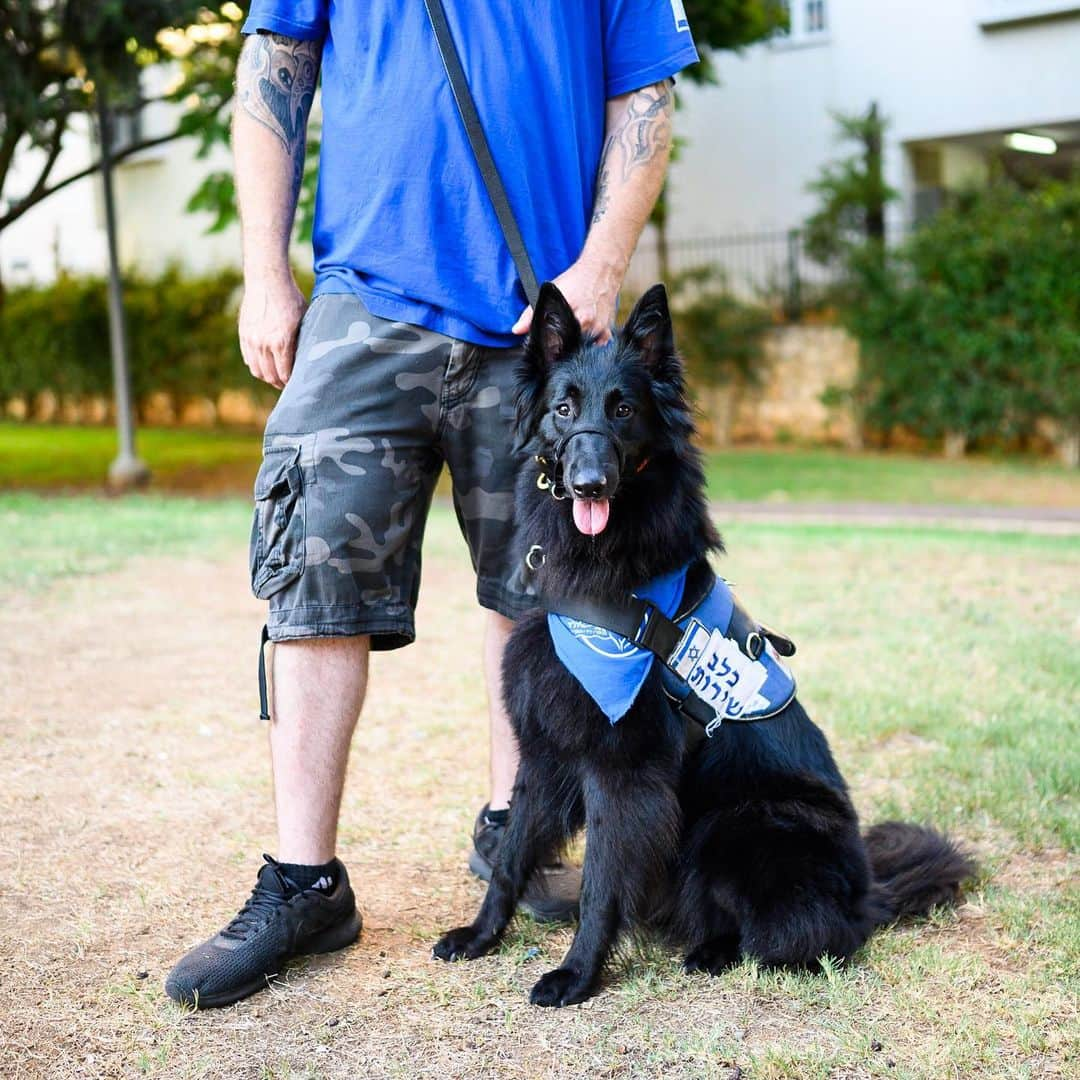 The Dogistさんのインスタグラム写真 - (The DogistInstagram)「Luna, Belgian Tervuren, Neve Eli’ezer, Tel Aviv, Israel • “I didn’t know I had PTSD for 10 years. I was told I was crazy. When I was 19 years old I was a tank commander and we got hit with a missile. My driver died, my gunner lost his hand, and I sustained multiple injuries and almost lost my leg. I had to pick up my friends’ burned body parts. PTSD attacks can be half an hour or eight hours – Luna warns me and signals that I need to breath. I currently don’t know where my car is but I can tell Luna to take me to my car. She’s one of the only things I recognize during an attack. When I get disconnected I don’t recognize my parents. Until two years ago having an assistance dog in Israel was not possible. You had to get an ADI certificate abroad. If you look at the United States you have 130 dogs working for a hospital, 10 at a time. The suicide rate among veterans with PTSD is increasing, so we’re working to train more service dogs and educate people. Today we’re working with children on the spectrum and with physical conditions. At the hospital clinics you can have all of the state of the art tech, like VR, and it costs millions of shekels. Luna does it all for a bag of sausages.” @tzlilmeitar」9月1日 6時28分 - thedogist