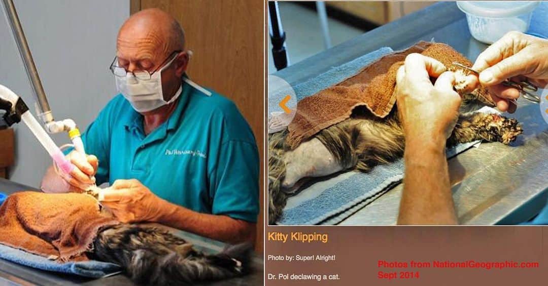 City the Kittyさんのインスタグラム写真 - (City the KittyInstagram)「Cruelty is winning in Michigan. 😾😾😾 we need your help!!! This photo is from 2014 but according to employees who work at @thedrpol Veterinary Service in Weidman, Michigan, Dr Pol and their other 4 vets are still performing declaw procedures. 😿  They say that a spay/declaw is $210 but they aren't taking any new clients for around 6 months.  They said that most of the time the other vets do the declaws because they are faster than Dr Pol. 🙀  @dr.nicole_arcy is one of the vets who works with Dr Pol.  Please take 60 seconds and sign our petition to @natgeowild that’s on our Instagram bio. Your voice matters.  Also, we surveyed 101 vet practices in West Michigan and only 4 of them don't declaw. ONLY 4!  Petition is on our Instagram bio.  @natgeo  #DrPol #theincredibledrpol #NationalGeographic #Disney #NatGeo #westmichigan #michigan #bethechange #dosomething #voiceforthevoiceless #takethehighroad」9月1日 5時02分 - citythekitty