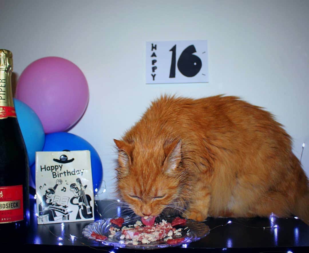 Homer Le Miaou & Nugget La Nugさんのインスタグラム写真 - (Homer Le Miaou & Nugget La NugInstagram)「Humom has finally made my #HomersNotSoSweetSixteen birthday cake!😸 It was pretty good: poached organic chicken and beef raw meet mixed together in the shape of a heart. I have to admit she did good... As you can see on my birthday derp hehe! 🎂👅🎂 #HappyBirthderp Thanks to everyone for coming to the pawty, let's keep it up all night woohoo!!!🎉🎉🎉」9月1日 5時00分 - homer_le_chat