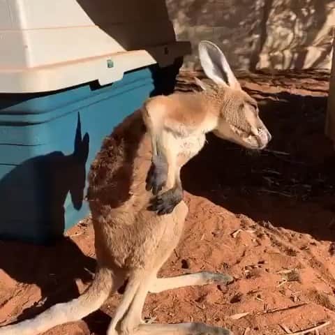 レナ・ヘディのインスタグラム：「Me with mosquito bites post holiday blues」