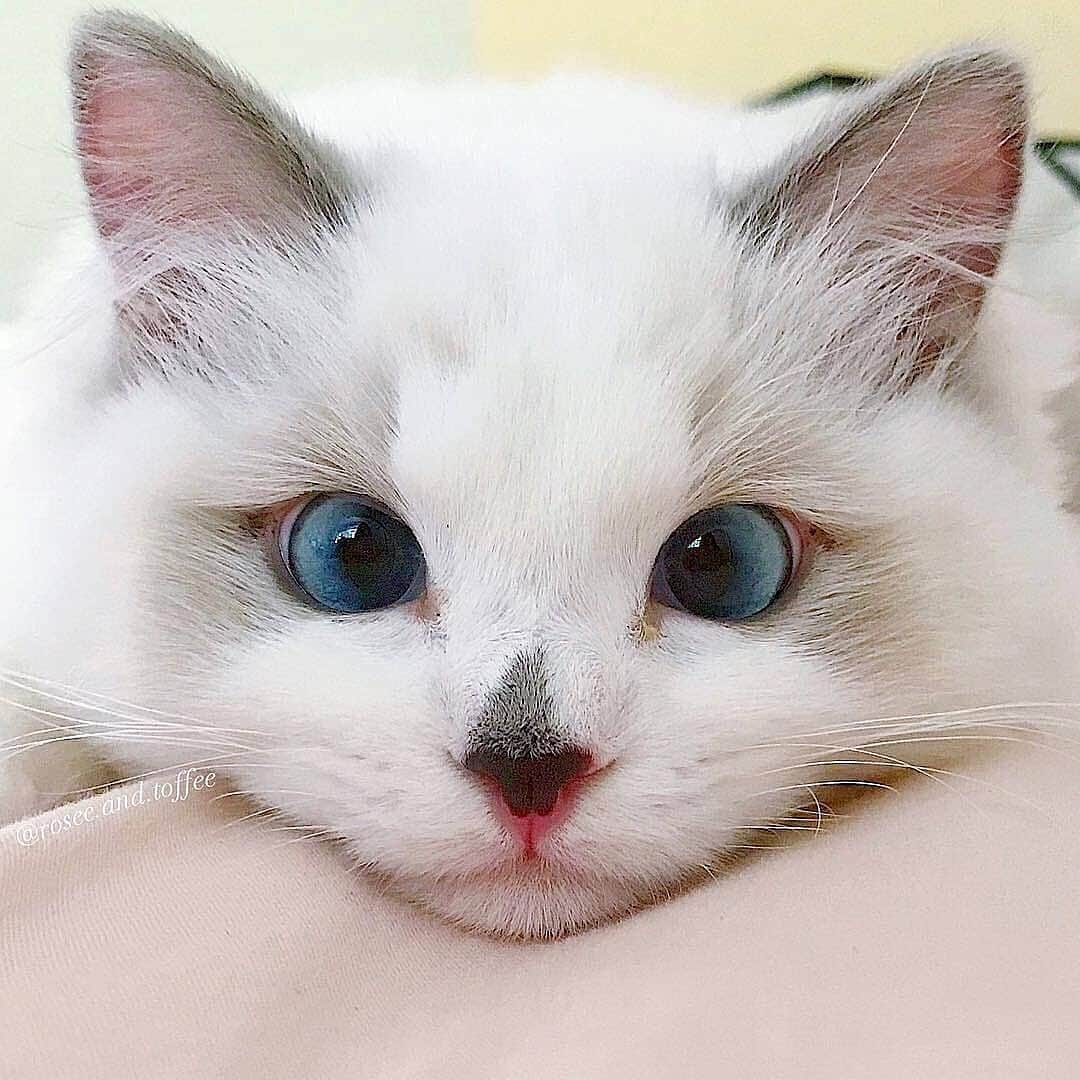 Cute Pets Dogs Catsさんのインスタグラム写真 - (Cute Pets Dogs CatsInstagram)「Blue eyes like ocean 😺😍 ⠀⠀⠀⠀⠀⠀⠀⠀⠀ Notification ON 💙 From: @rosee.and.toffee  #kitty #cats #kitten #kittens #kedi #katze #แมว #猫 #ねこ #ネコ #貓 #고양이 #Кот #котэ #котик #кошка #cutecats #cutest #meow #kittycat #topcatphoto #kittylove #mycat #instacats #instacat #ilovecat #kitties #gato #kittens #kitten」9月1日 5時57分 - dailycatclub