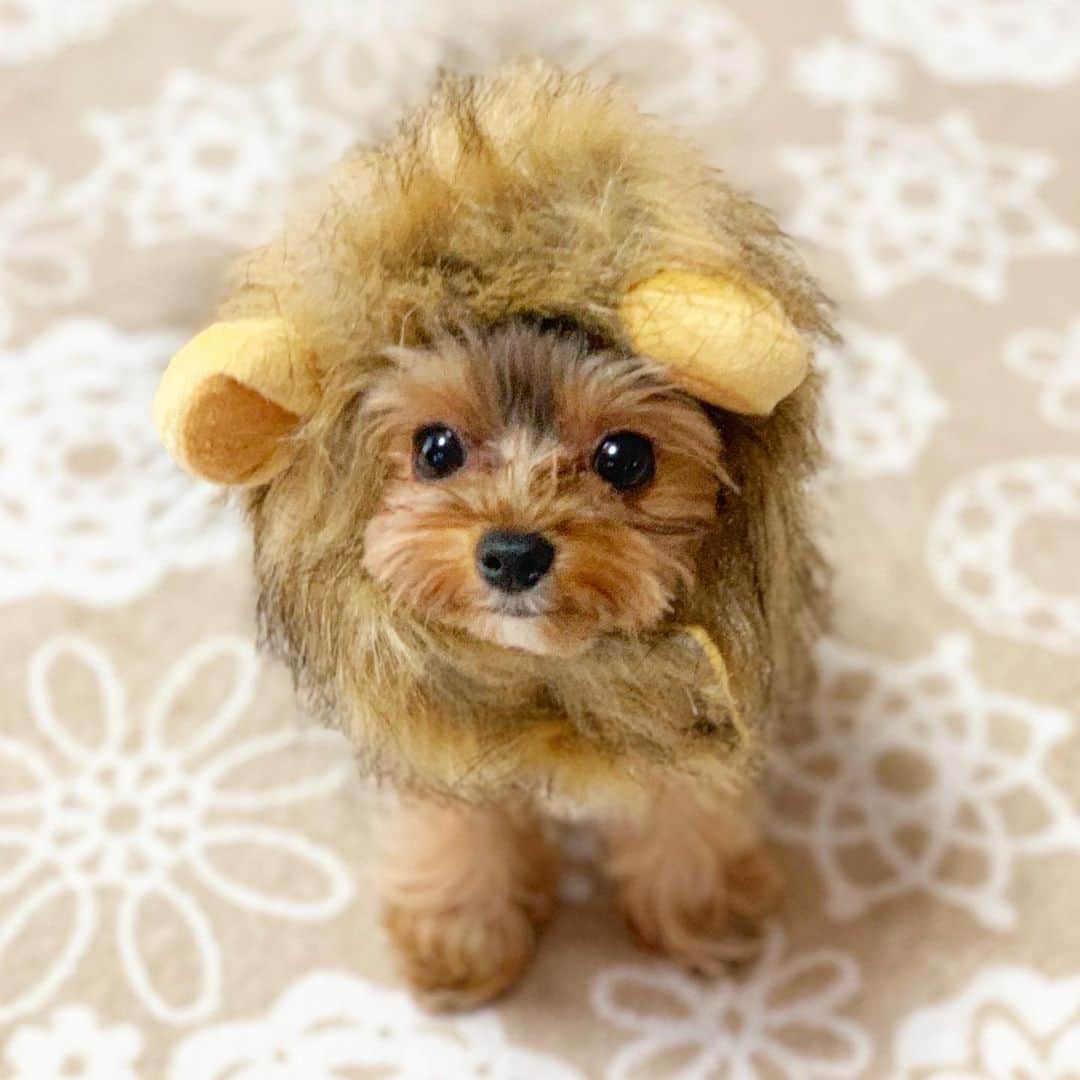 筒井萌子のインスタグラム：「* シンバになったうに🦁 プレゼント🎁で買ったのが届いたみたいで 早速ライオンになってみたらしい💕 可愛すぎる◟́◞̀♡ ・ #tbs #ドラマ #筒井萌子 #女優 #actress #モデル #model #ヨークシャテリア #ヨーキー  #岡山 #shooting #instagood #instalike #撮影 #followme #instalike #ゴルフ #ゴルフ女子 #シャネル #CHANEL #chanel #ヨーキー #ヨークシャーテリア」