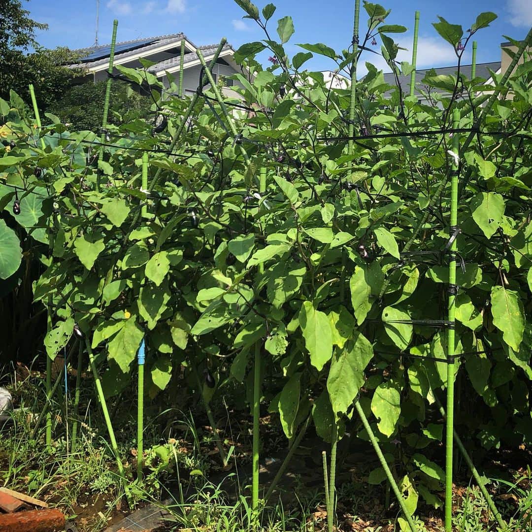 Kensho Onukiさんのインスタグラム写真 - (Kensho OnukiInstagram)「はて？これは？見事な育ち具合ですー！すぐそばの前からある今や数少なくなった農地。背丈ほどもある？ナスの木ならぬ苗。デカッ‼️💦即売もしてますよ。#緑のジャングル #ナス #グリーンジャイアント #世田谷の緑 #幸せな気分」8月31日 21時27分 - kensho_onuki