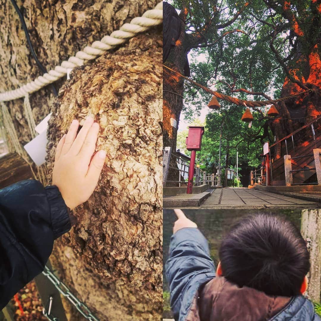 のインスタグラム：「なでなで【今年の初詣】  ３才の甥っ子と2人で被爆クスノキで 有名な山王神社へ。  私も幼い時からよく行っていた場所。  8月9日の爆風でクスノキには、  今もガラスが刺さっているまま たくさんの石が入っているままであるのを見た甥っ子は、 「なでなでしようね～」って  幹をさすってあげた。  境内をきゃっきゃ走って疲れていたのに  最後は、真剣な顔で 「たくさんの葉っぱさんがさ  あの木を慰めているね」と ポツリ。  さらさらとそよぐ葉音  樹齢600年のクスノキとお話していたのかな。 ＃長崎　＃原爆　＃希望　＃猫 #streetphotography #長崎に全力」