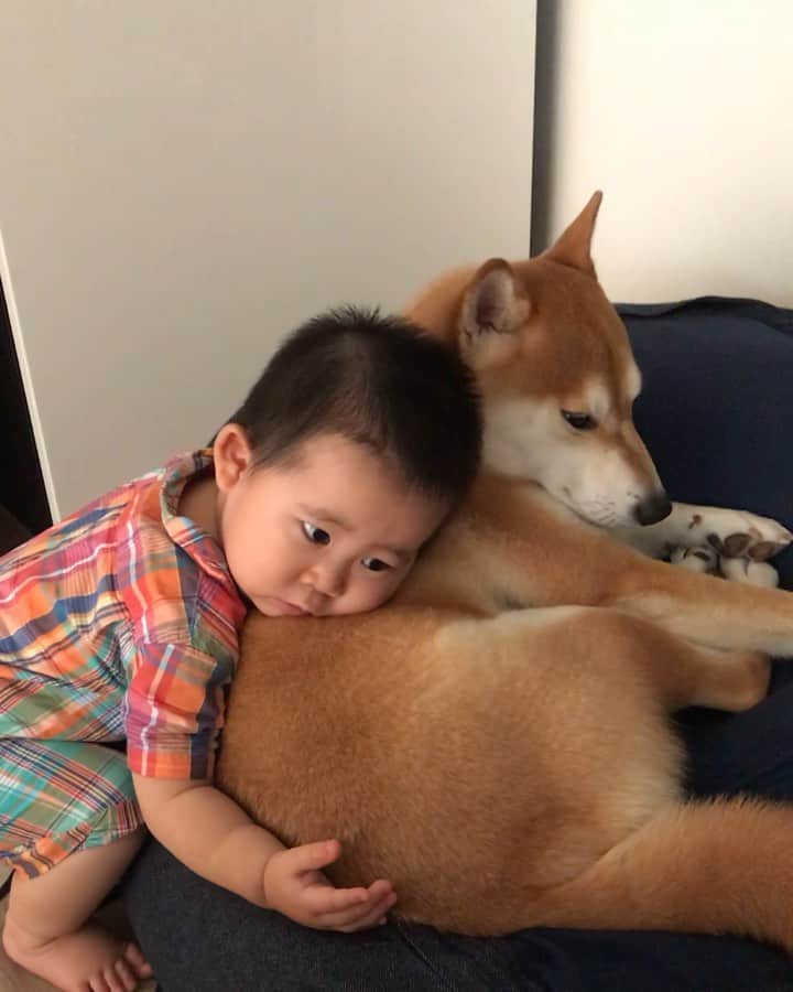 高橋みゆきのインスタグラム：「おいおい！なんだこの可愛さ🐶💕👶 #クラ吉と心ノ祐 #この2人にいつもメロメロ❤︎ #私がクラ吉にしてるの真似するね」