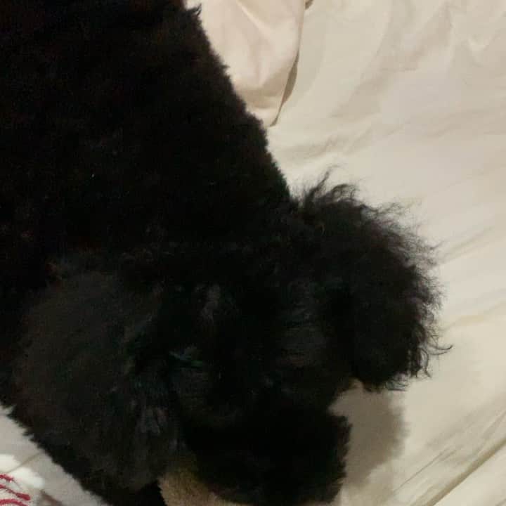 岸本加世子のインスタグラム：「ずっとオモチャでひとりで遊んでる殿くん。癒されます。#黒トイプードル」