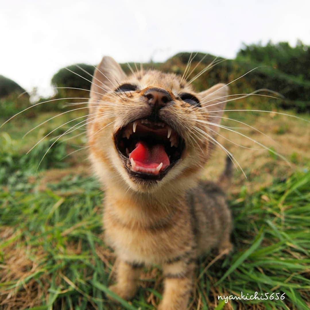 路地裏のにゃん吉さんのインスタグラム写真 - (路地裏のにゃん吉Instagram)「I live！ 生きるよ  #生き抜け野良猫  #แมว #igersjp#ねこ#猫#ig_japan#ねこ部#ふわもこ部#kittens_of_world #にゃんすたぐらむ#みんねこ #cats#ファインダー越しの私の世界 #catsofinstagram#catstocker#gatto#catloversclub#ペコねこ部#ピクネコ #東京カメラ部#icu_japan#team_jp_西 #고양이#nekoclub #catstagram#japan_photo_now #bestcatclub #katze #balousfriends#ファインダーは私のキャンパス」8月31日 22時08分 - nyankichi5656