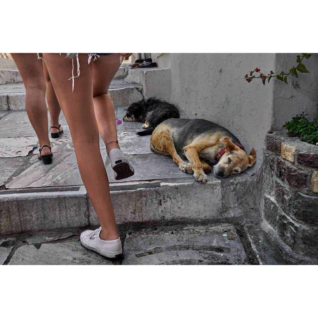 スティーブ・マカリーさんのインスタグラム写真 - (スティーブ・マカリーInstagram)「Dogs sleeping on steps in #Santorini, #Greece, 2018.」8月31日 22時09分 - stevemccurryofficial