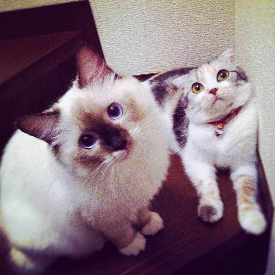 takegaeruのインスタグラム：「かわいいなぁ😊 この写真はランが6ヶ月くらいの頃です  #cat #scottishfold #猫 #スコティッシュフォールド #三毛スコ友の会 #ragdoll #ラグドール #ホワイトポッチーズ」
