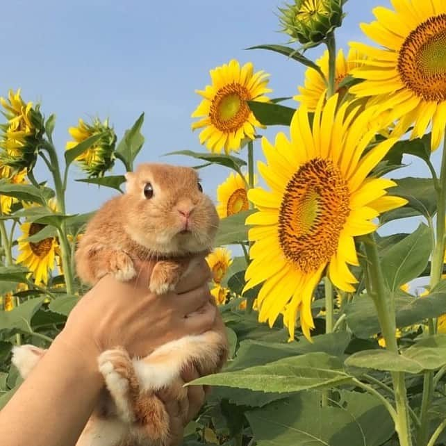 ?まるるさんのインスタグラム写真 - (?まるるInstagram)「* * 8月も今日で終わり… 朝晩は少し涼しくなってきたので 早起きして向日葵を見に行ってきました🌻 * * ①② わぁ❤︎大きなお花でしゅね🌻 ③ 向日葵さん、ちょっと触らせてね❤️ * * #うさぎ#ネザーランドドワーフ#ふわもこ部#rabbit#lapin#cutepetclub#WeeklyFluff #bunnystagram#rabbitstagram#instapet #ひまわり#うさぎのきもち写真投稿#20190831」8月31日 22時45分 - pupupopo_