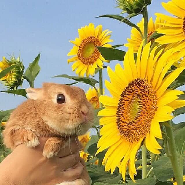 ?まるるさんのインスタグラム写真 - (?まるるInstagram)「* * 8月も今日で終わり… 朝晩は少し涼しくなってきたので 早起きして向日葵を見に行ってきました🌻 * * ①② わぁ❤︎大きなお花でしゅね🌻 ③ 向日葵さん、ちょっと触らせてね❤️ * * #うさぎ#ネザーランドドワーフ#ふわもこ部#rabbit#lapin#cutepetclub#WeeklyFluff #bunnystagram#rabbitstagram#instapet #ひまわり#うさぎのきもち写真投稿#20190831」8月31日 22時45分 - pupupopo_