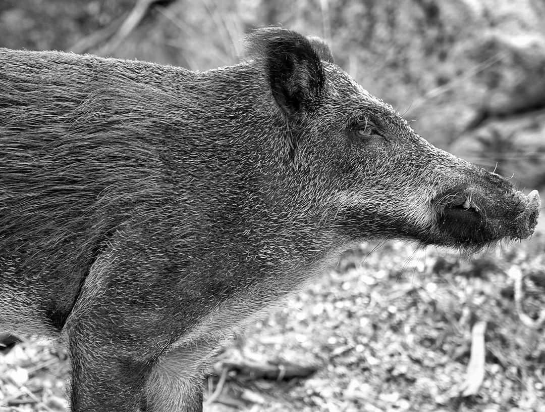 ルーカス・グラビールさんのインスタグラム写真 - (ルーカス・グラビールInstagram)「Islands. They're pretty neat. First wild boar sighting! Snorkeling in the clearest water I've ever seen. Drawing and relaxing at the pool. Check.」8月31日 22時47分 - mrgrabeel