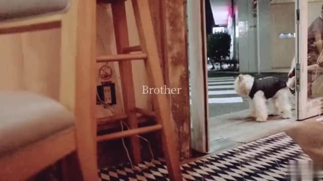 のインスタグラム：「わが家の兄弟  見ているだけで微笑ましい  お兄ちゃん  がんばれ🐶  #竹仲絵里 #兄弟 #こどもと犬 #犬との暮らし #ほっこり #愛おしい #lovely #ポメラニアン #pomeranian  #ポメとの暮らし」