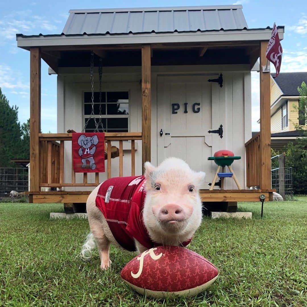 Priscilla and Poppletonさんのインスタグラム写真 - (Priscilla and PoppletonInstagram)「I guessed it! Look what just arrived in time for Game Day! The P I G frat house for Pop’s dad and the other sweet, piggy boys over @prissyandpops_helpinghooves.(Yes, the rescue pigs are spoiled, too). Pop is planning to join them for a little football before they grill up some veggies for the Alabama vs Duke game later this afternoon. Can Pop get a ROLL TIDE?🐷🅰️🏈🐘 . ThOINK you so much to all of you who purchased a shirt and/or made a donation to make this possible. The boys ended up voting for this classic, southern style house, because Pop told them it most resembled the frat houses he saw at Alabama. We are so piggy proud to be able to give these sweet pigs a nice place to get out of the weather, but we couldn’t have done it without your support! Big hogs and kisses from us and all our rescued piggy friends and family.🐷🏠#bestfansever #partyatpops #RollTide #AlabamavsDuke #prissyandpopshelpinghooves #PrissyandPop」8月31日 22時59分 - prissy_pig