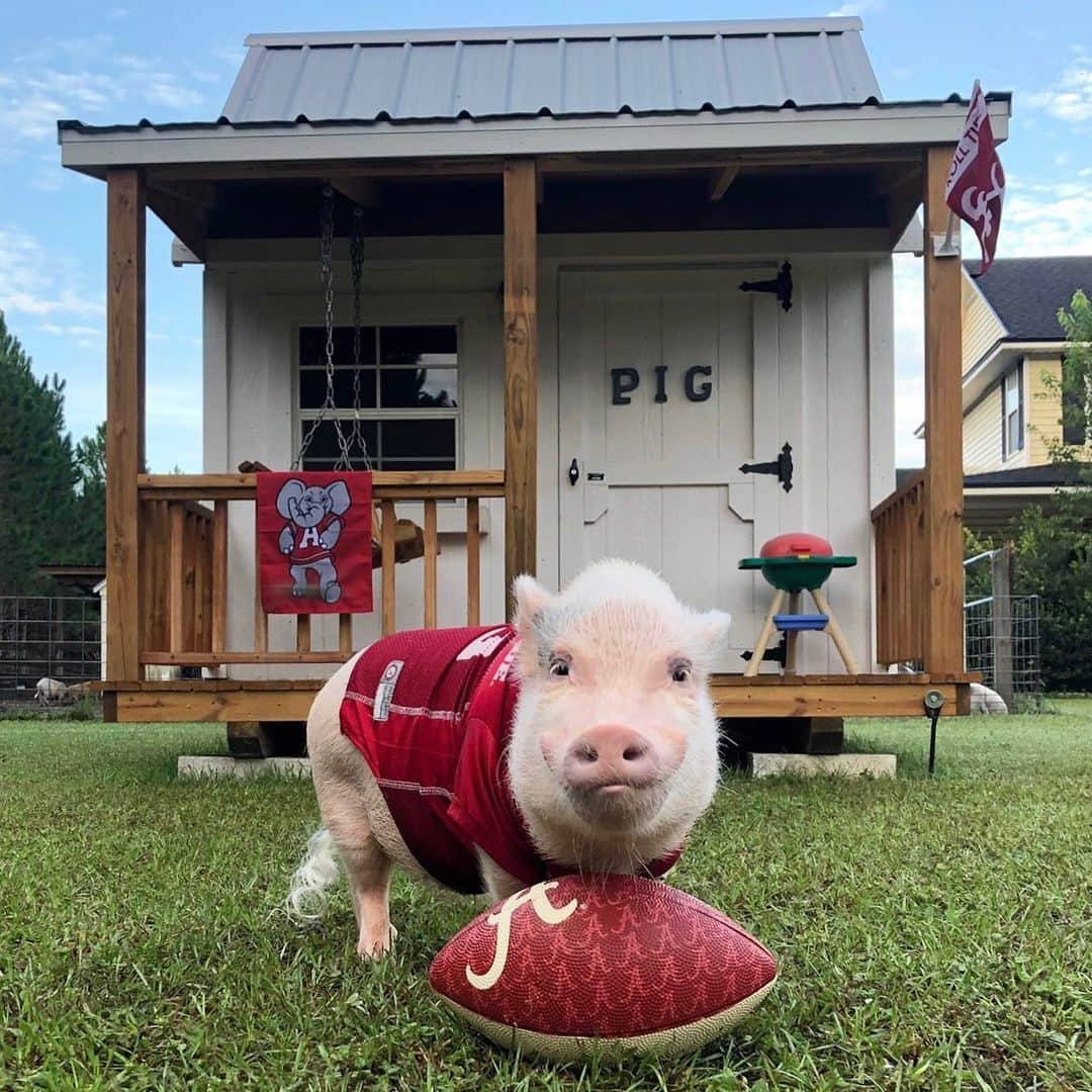 のインスタグラム：「I guessed it! Look what just arrived in time for Game Day! The P I G frat house for Pop’s dad and the other sweet, piggy boys over @prissyandpops_helpinghooves.(Yes, the rescue pigs are spoiled, too). Pop is planning to join them for a little football before they grill up some veggies for the Alabama vs Duke game later this afternoon. Can Pop get a ROLL TIDE?🐷🅰️🏈🐘 . ThOINK you so much to all of you who purchased a shirt and/or made a donation to make this possible. The boys ended up voting for this classic, southern style house, because Pop told them it most resembled the frat houses he saw at Alabama. We are so piggy proud to be able to give these sweet pigs a nice place to get out of the weather, but we couldn’t have done it without your support! Big hogs and kisses from us and all our rescued piggy friends and family.🐷🏠#bestfansever #partyatpops #RollTide #AlabamavsDuke #prissyandpopshelpinghooves #PrissyandPop」
