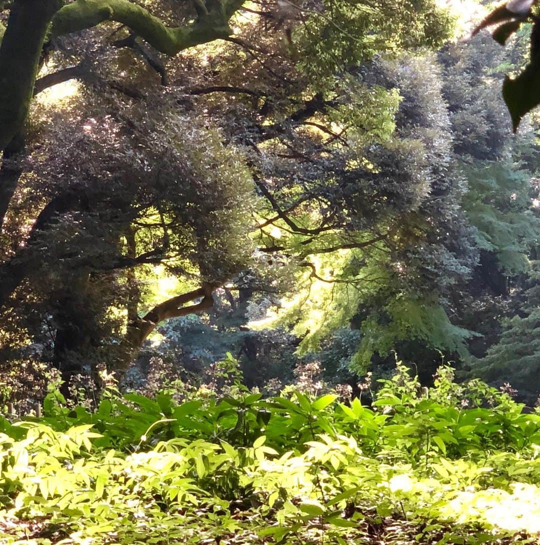 佐藤奈々子さんのインスタグラム写真 - (佐藤奈々子Instagram)「My favorite forest  at the end of summer  夏の終わりに見る夢は」8月31日 23時02分 - nanacosato