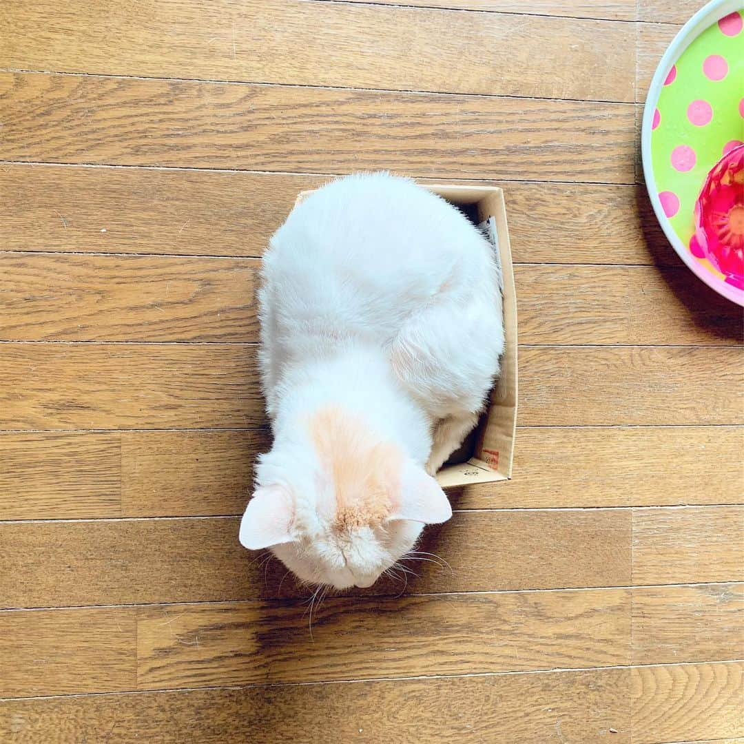 Kachimo Yoshimatsuさんのインスタグラム写真 - (Kachimo YoshimatsuInstagram)「おかき、なんか小さいなあ。 #uchinonekora #Okaki #neko #cat #catstagram #kachimo #猫 #ねこ #うちの猫ら http://kachimo.exblog.jp」8月31日 23時10分 - kachimo