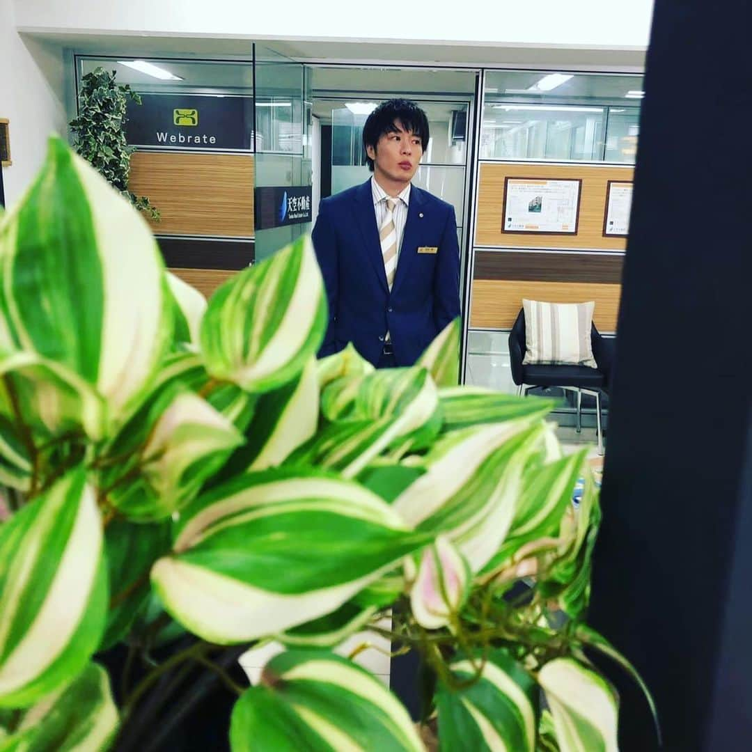 おっさんずラブ 武蔵の部屋のインスタグラム：「観葉植物ごしの、はるぽん🌿 #上司の欲目というやつかもしれないが #俺の目に彼は #頼りない緑の絨毯にちょこんと現れた #親指姫のように見えてしまった🧚‍♂️ #可愛くて可愛くて可愛すぎて #彼は俺の世界を #決定的に変えてしまったんだ‼️ #愛にできることはまだあるかい‼️ #僕にできることはまだあるかい‼️ #というわけで #先ほど主任の武川君にはるぽんの交際関係をそれとなぁ〜く確認したところ #なぜか眉根を寄せて無言でした #なんで❓ #これはもう #本人確認するしかないでしょうか #みんなオラに力を分けてくれ🔥」