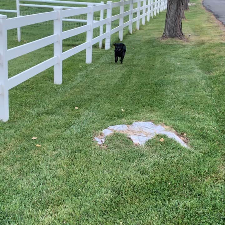 ストーン・コールド・スティーブ・オースチンのインスタグラム：「Cali pulling a rib on me.. #blacklab」