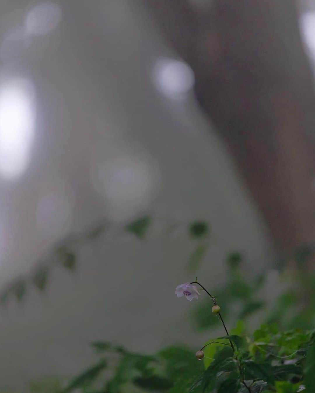 はなまっぷ❁日本の花風景さんのインスタグラム写真 - (はなまっぷ❁日本の花風景Instagram)「🌻🌺はなまっぷの夏まつり🌺🌻 * @lcookieove さんの 夏の花々に花まるを💮 * 暑さに負けずに咲き誇る素敵な夏の花々をありがとうございます😊🌺 * 東京  #御岳山 Mt.Mitake, Tokyo. * 🌻レンゲショウマの花言葉🌻 伝統美 * 🌈•••🌺•••🌻•••🌺•••🌻•••🌺•••🌈 * 🌺はなまっぷの夏まつり🌺 〜8/31まで #はなまっぷ  のタグの中から、夏のお花のお写真をご紹介させていただきます。期間中はランダムに、複数枚投稿でもご紹介させていただく場合がございます。 * #夏#日本#花#レンゲショウマ#蓮華升麻 * 🌈•••🌺•••🌻•••🌺•••🌻•••🌺•••🌈 *」8月31日 23時18分 - hanamap