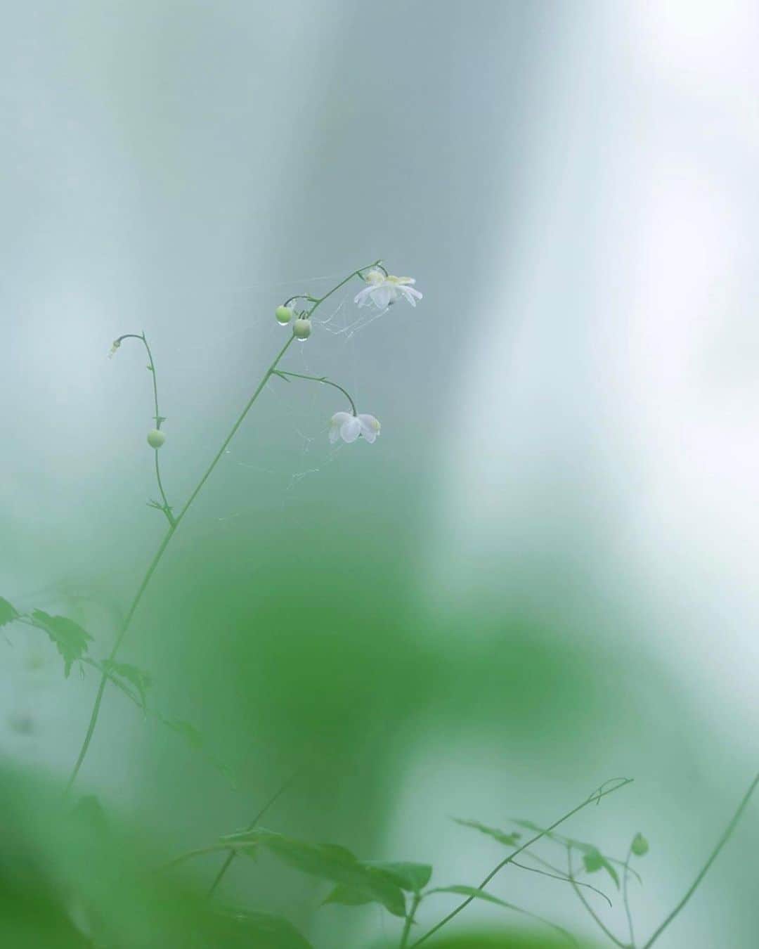 はなまっぷ❁日本の花風景さんのインスタグラム写真 - (はなまっぷ❁日本の花風景Instagram)「🌻🌺はなまっぷの夏まつり🌺🌻 * @lcookieove さんの 夏の花々に花まるを💮 * 暑さに負けずに咲き誇る素敵な夏の花々をありがとうございます😊🌺 * 東京  #御岳山 Mt.Mitake, Tokyo. * 🌻レンゲショウマの花言葉🌻 伝統美 * 🌈•••🌺•••🌻•••🌺•••🌻•••🌺•••🌈 * 🌺はなまっぷの夏まつり🌺 〜8/31まで #はなまっぷ  のタグの中から、夏のお花のお写真をご紹介させていただきます。期間中はランダムに、複数枚投稿でもご紹介させていただく場合がございます。 * #夏#日本#花#レンゲショウマ#蓮華升麻 * 🌈•••🌺•••🌻•••🌺•••🌻•••🌺•••🌈 *」8月31日 23時18分 - hanamap