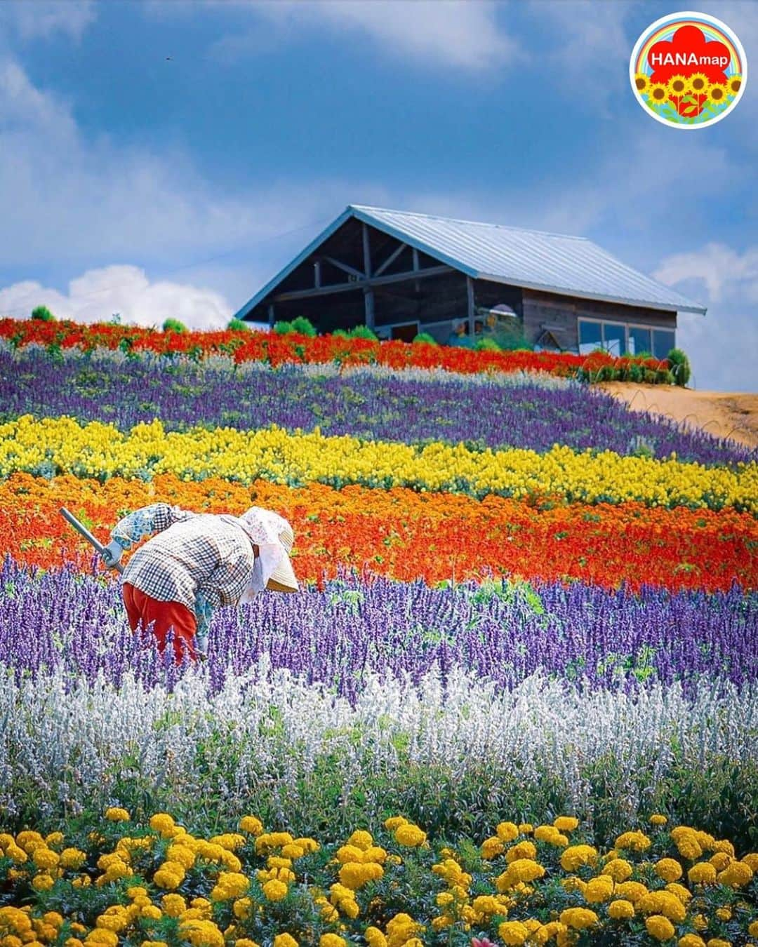 はなまっぷ❁日本の花風景さんのインスタグラム写真 - (はなまっぷ❁日本の花風景Instagram)「🌻🌺はなまっぷの夏まつり🌺🌻 * @shinshin405 さんの 夏の花々に花まるを💮 * 暑さに負けずに咲き誇る素敵な夏の花々をありがとうございます😊🌺 * 北海道  #かんのファーム Kanno Farm, Hokkaido. * 🌈•••🌺•••🌻•••🌺•••🌻•••🌺•••🌈 * 🌺はなまっぷの夏まつり🌺 〜8/31まで #はなまっぷ  のタグの中から、夏のお花のお写真をご紹介させていただきます。期間中はランダムに、複数枚投稿でもご紹介させていただく場合がございます。 * #夏#日本#花 * 🌈•••🌺•••🌻•••🌺•••🌻•••🌺•••🌈 *」8月31日 23時24分 - hanamap