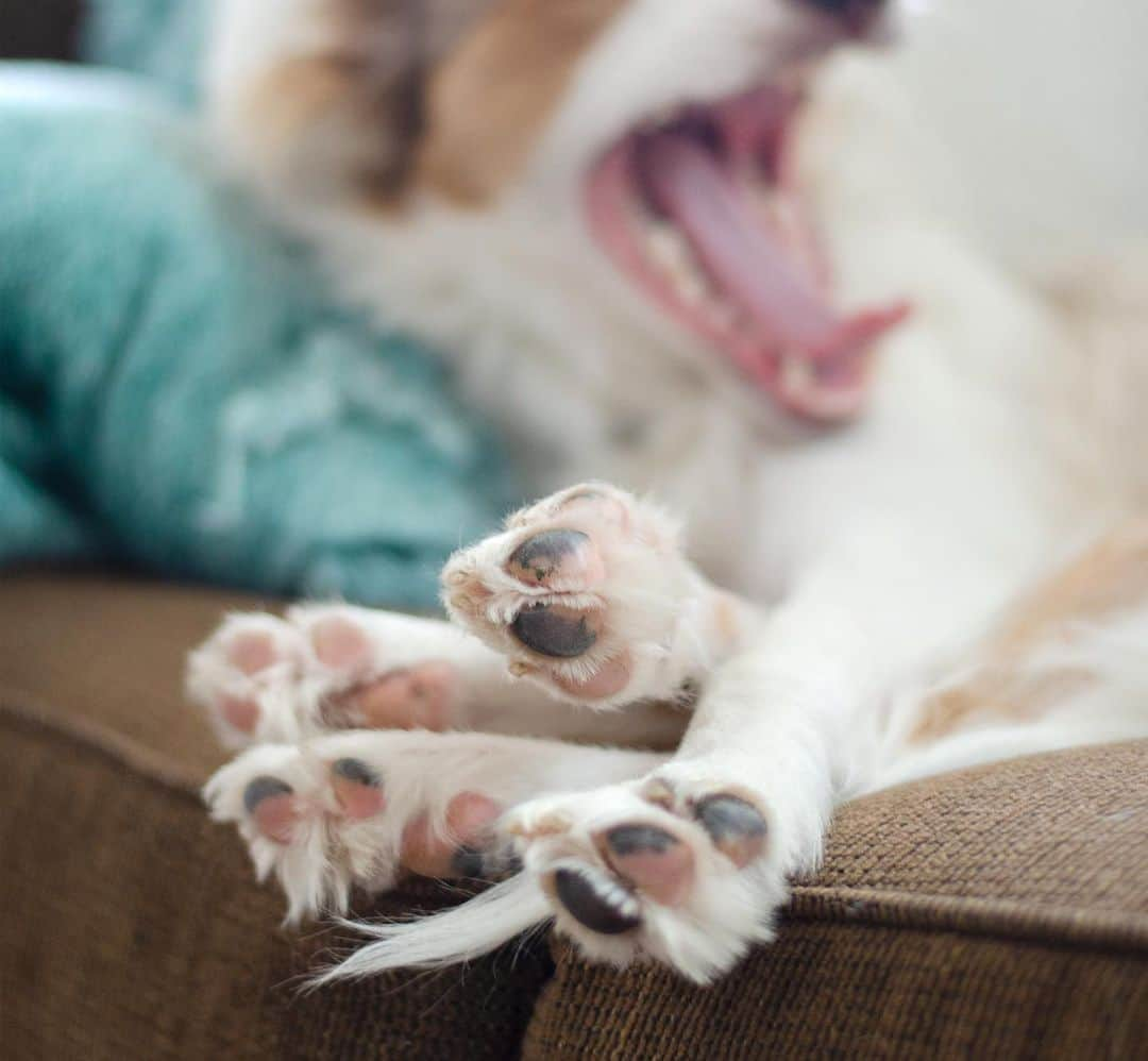 Jazzy Cooper Fostersさんのインスタグラム写真 - (Jazzy Cooper FostersInstagram)「There should be a National Toe Bean appreciation day. 🐾」8月31日 23時37分 - bordernerd