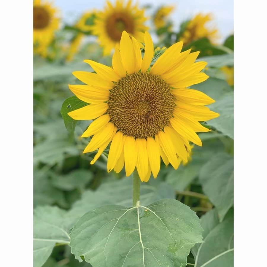 Riicoのインスタグラム：「夏の思い出inひまわり畑🌻🐝 withぴょんた❤︎ 今年もいっっぱいのひまわりが見れてよかった🌻おかわすぎる🌻 #ひまわり #ひまわり畑  #令和最初の夏」