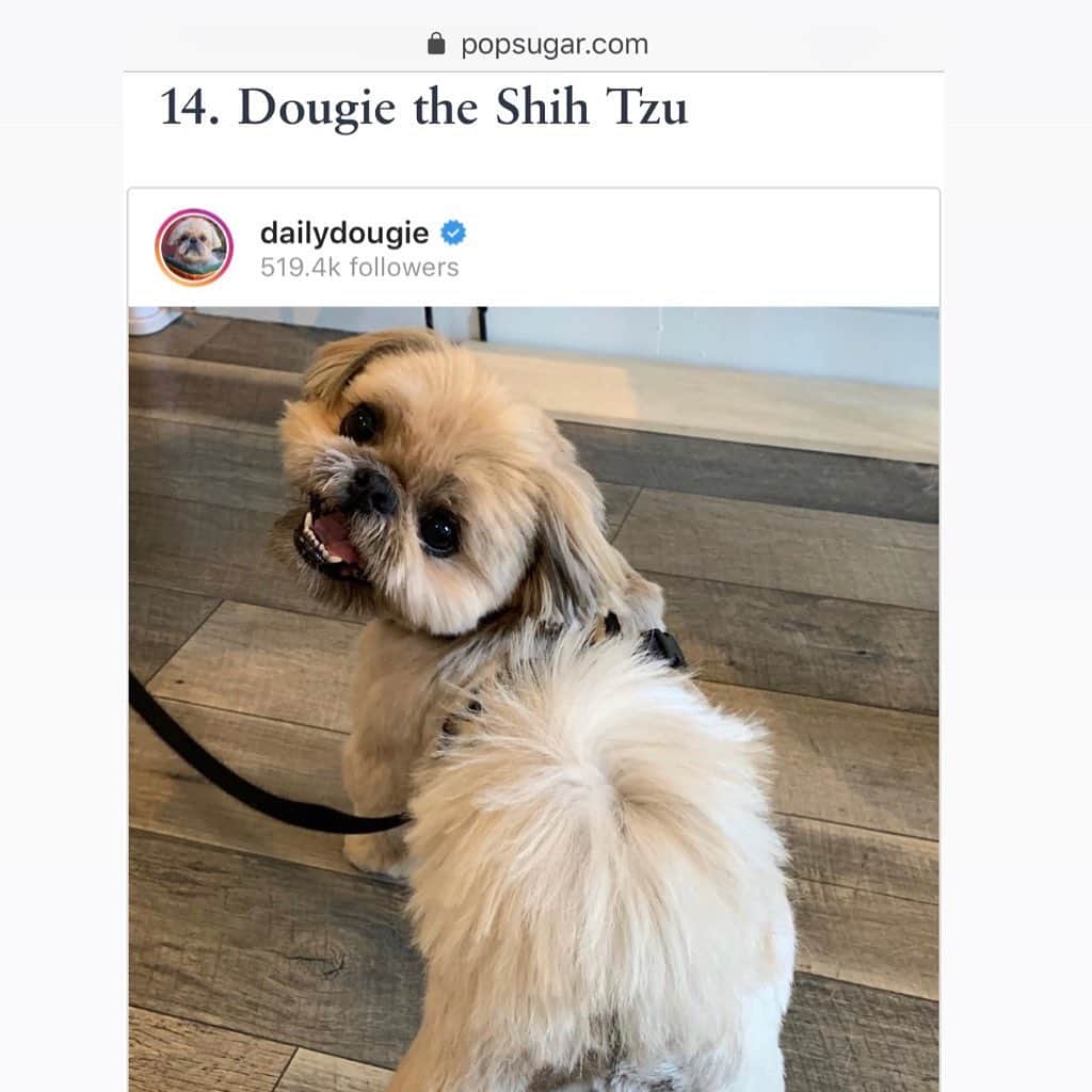 Dougie the Shih Tzuさんのインスタグラム写真 - (Dougie the Shih TzuInstagram)「Thanks @popsugar for putting Dougie on the list of 20 cute insta-famous pets. ❤️ The link is in my bio, if you’re curious to see who else made the list.」8月31日 23時56分 - dailydougie