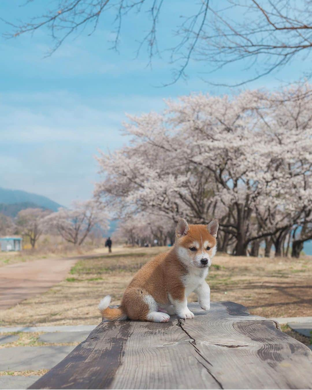 Animalsさんのインスタグラム写真 - (AnimalsInstagram)「The cutest ever!!!! Who loves shibas? 🐕 📷 @hello_shiba #insta_animall」9月1日 0時09分 - insta_animall