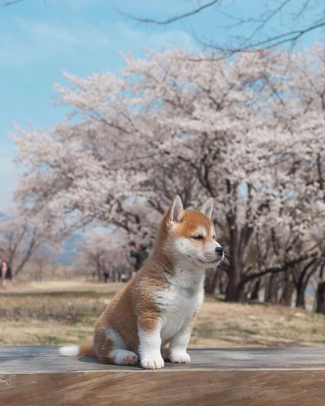 Animalsさんのインスタグラム写真 - (AnimalsInstagram)「The cutest ever!!!! Who loves shibas? 🐕 📷 @hello_shiba #insta_animall」9月1日 0時09分 - insta_animall