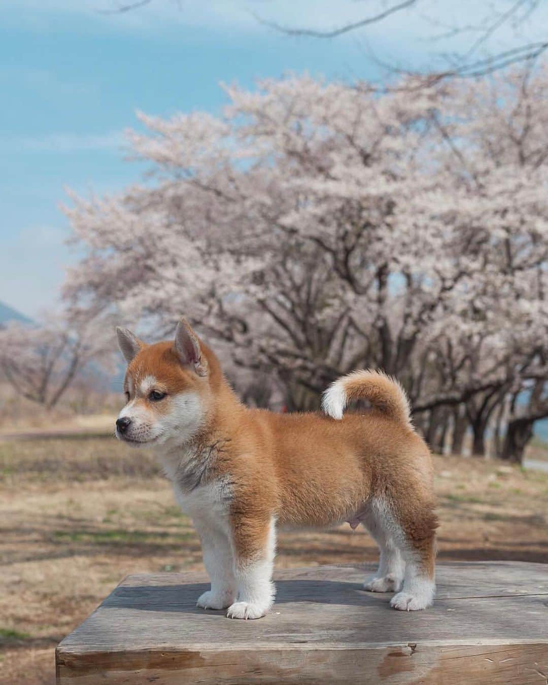 Animalsのインスタグラム：「The cutest ever!!!! Who loves shibas? 🐕 📷 @hello_shiba #insta_animall」