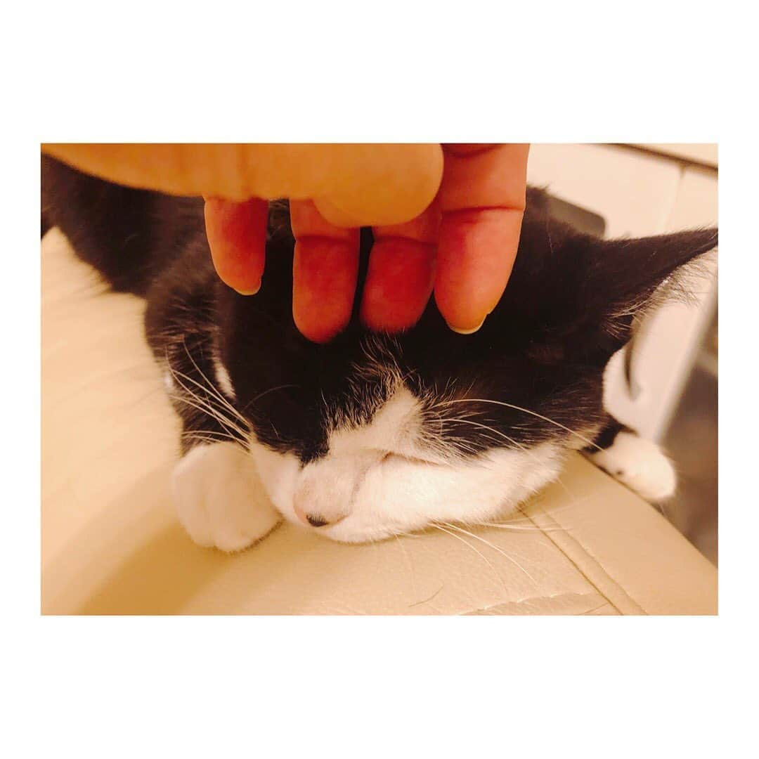 May’nさんのインスタグラム写真 - (May’nInstagram)「毎日かわゆい〜🥺 #むぅちゃん #はちわれねこ #くつしたねこ」9月1日 0時18分 - mayn1021