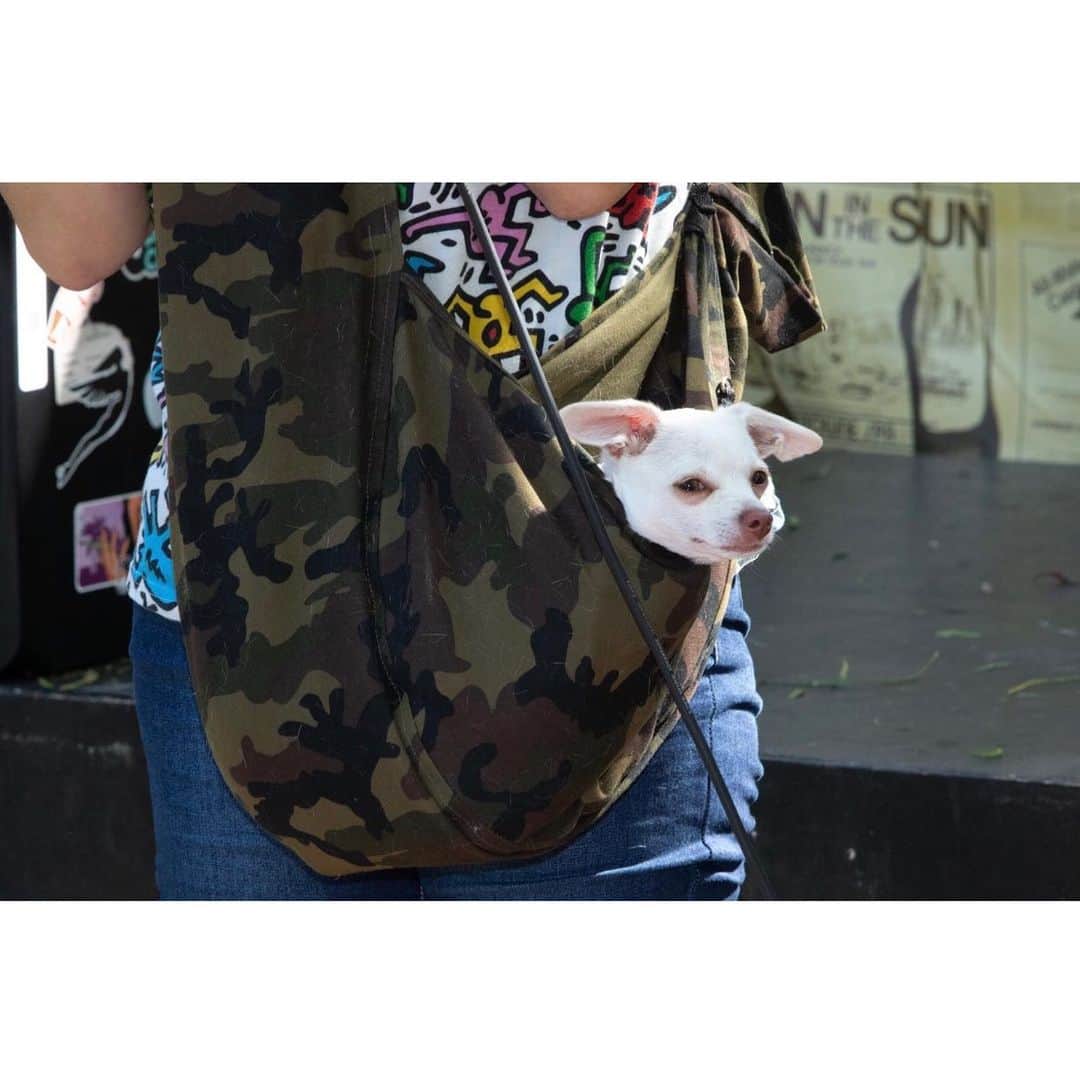 マーガレット・チョーさんのインスタグラム写真 - (マーガレット・チョーInstagram)「Perfectly happy to watch the crowd from her pouch while I do a show! #chihuahua #dogsofinstagram #rescuedog #dogsinbags」9月1日 0時52分 - margaret_cho