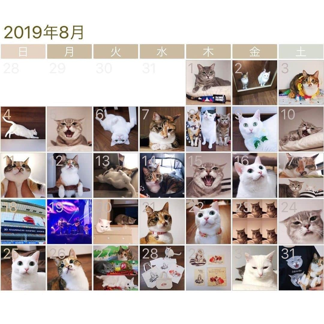 marikill66さんのインスタグラム写真 - (marikill66Instagram)「8️⃣🗓🐱🐱🐱📝👚🛍☀️ * #2019年8月 #インスタカレンダー #cat #catstagram #catsofinstagram #catoftheday #instacat #vsco #marikill66 #marikill66_2019 #marikill66_08」9月1日 0時56分 - marikill66