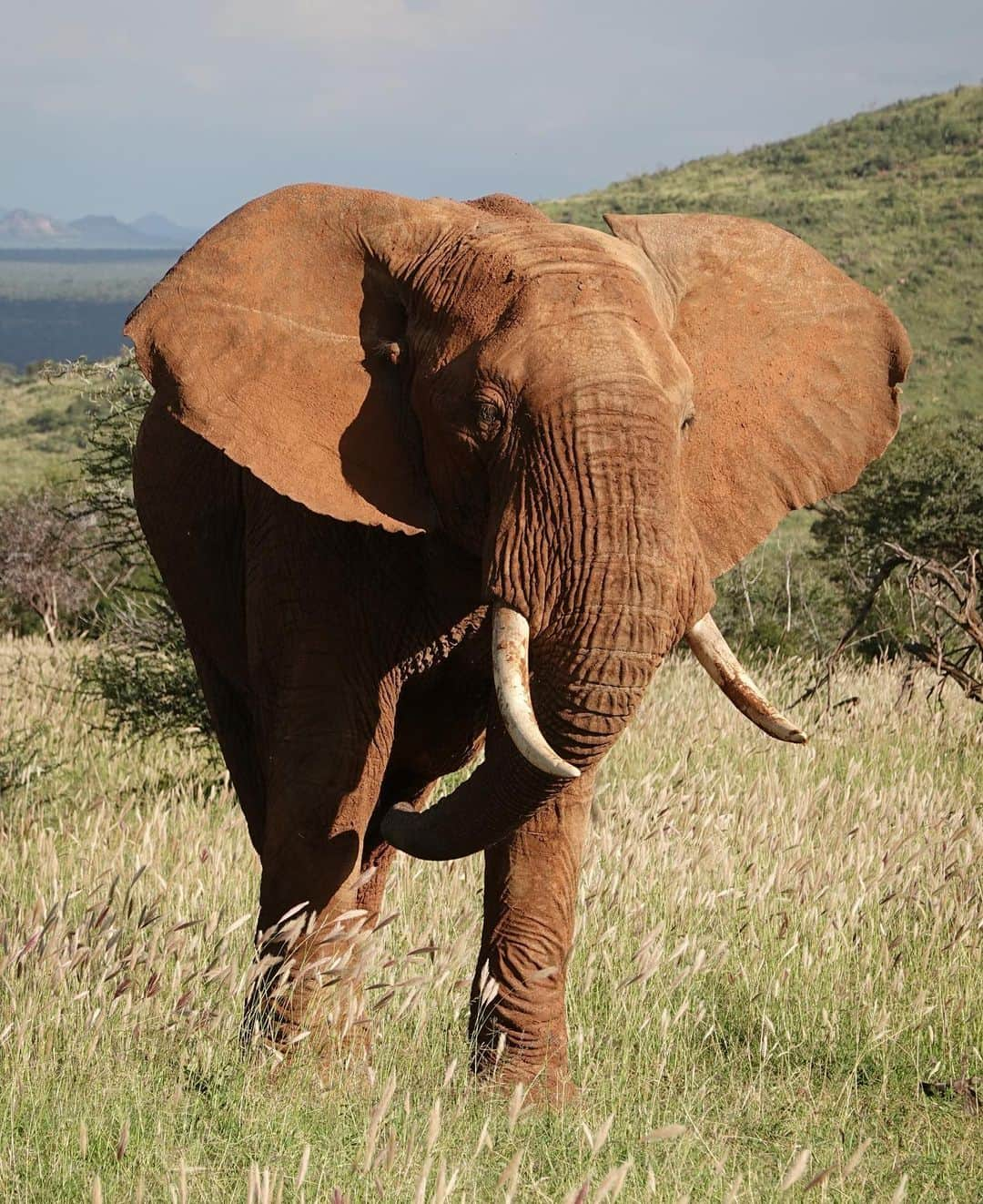 KaThE ArOcAさんのインスタグラム写真 - (KaThE ArOcAInstagram)「Quieres disfrutar un día de safari conmigo? Desliza la foto...👉🏻📸 #safariafrica #africa #tanzania #singita #serengeti #safari 🐯」9月1日 1時04分 - kathearoca