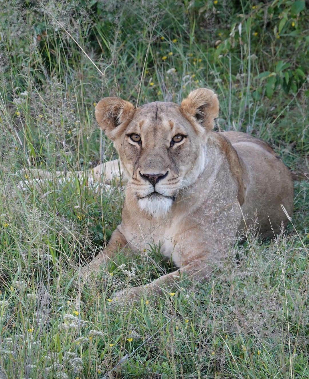 KaThE ArOcAさんのインスタグラム写真 - (KaThE ArOcAInstagram)「Quieres disfrutar un día de safari conmigo? Desliza la foto...👉🏻📸 #safariafrica #africa #tanzania #singita #serengeti #safari 🐯」9月1日 1時04分 - kathearoca