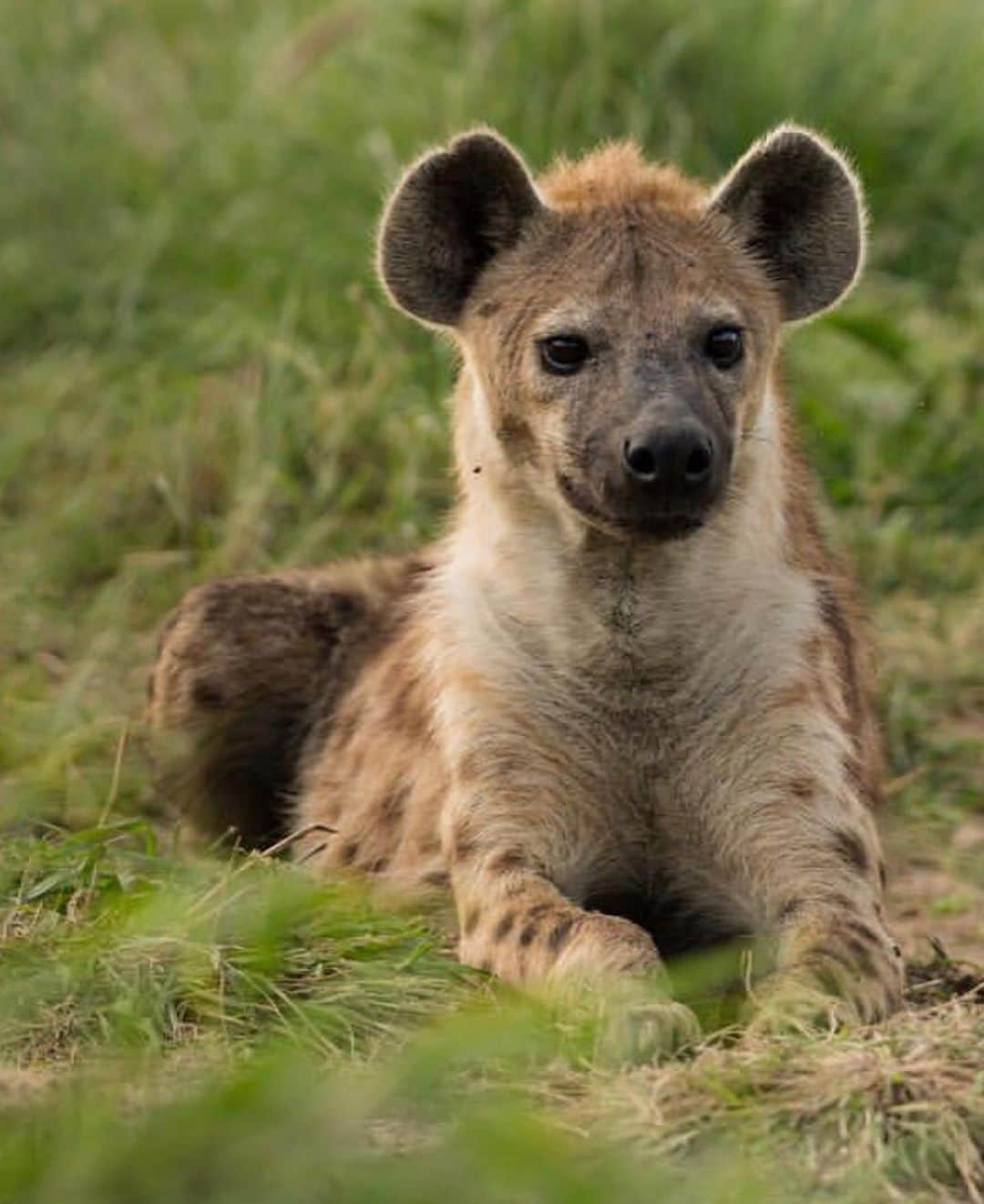 KaThE ArOcAさんのインスタグラム写真 - (KaThE ArOcAInstagram)「Quieres disfrutar un día de safari conmigo? Desliza la foto...👉🏻📸 #safariafrica #africa #tanzania #singita #serengeti #safari 🐯」9月1日 1時04分 - kathearoca