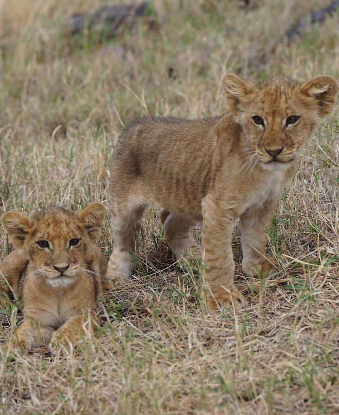 KaThE ArOcAさんのインスタグラム写真 - (KaThE ArOcAInstagram)「Quieres disfrutar un día de safari conmigo? Desliza la foto...👉🏻📸 #safariafrica #africa #tanzania #singita #serengeti #safari 🐯」9月1日 1時04分 - kathearoca