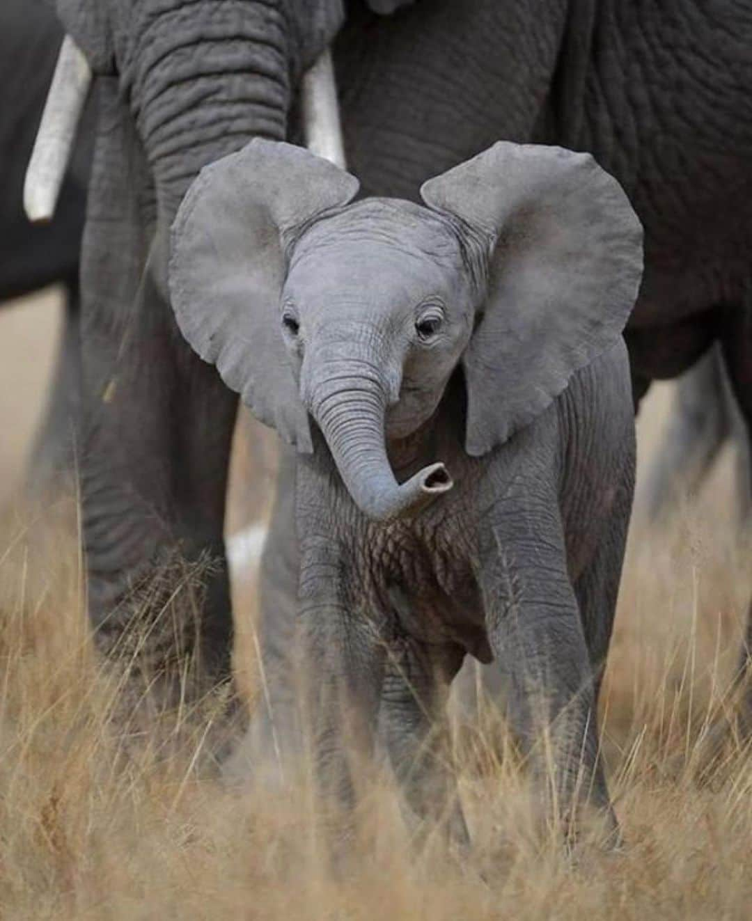 KaThE ArOcAさんのインスタグラム写真 - (KaThE ArOcAInstagram)「Quieres disfrutar un día de safari conmigo? Desliza la foto...👉🏻📸 #safariafrica #africa #tanzania #singita #serengeti #safari 🐯」9月1日 1時04分 - kathearoca