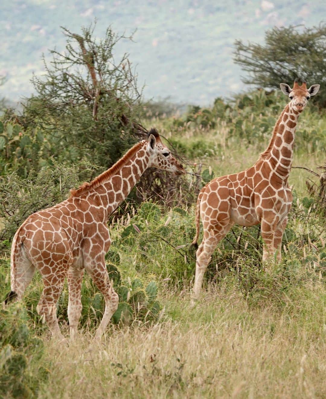 KaThE ArOcAさんのインスタグラム写真 - (KaThE ArOcAInstagram)「Quieres disfrutar un día de safari conmigo? Desliza la foto...👉🏻📸 #safariafrica #africa #tanzania #singita #serengeti #safari 🐯」9月1日 1時04分 - kathearoca