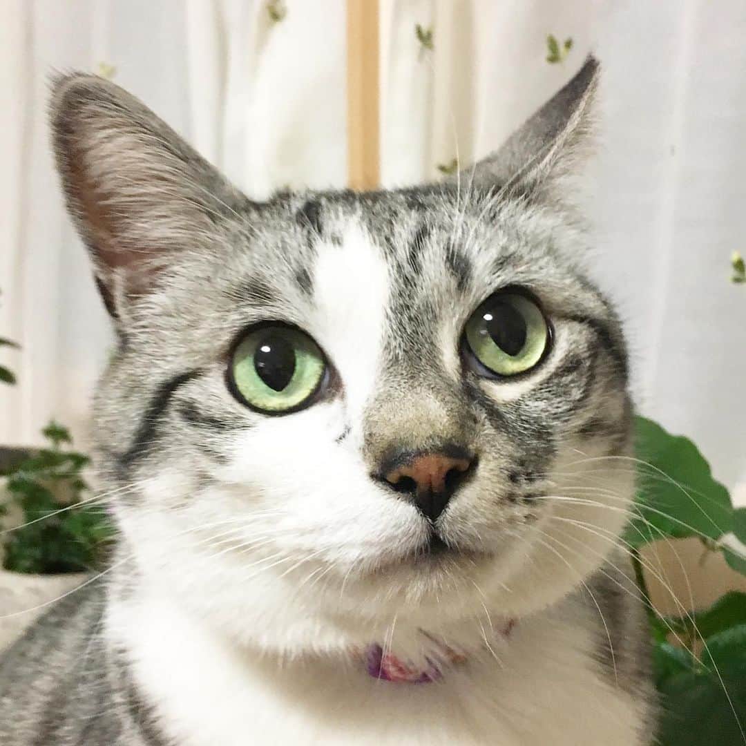 ?りっこ?さんのインスタグラム写真 - (?りっこ?Instagram)「＊ ＊ 🌿  HARUTAROU 🌿 ＊ ・ #おはよう ・ #goodmorning ＊ ＊ ❈*❋⁎❈*❋⁎❈*❋⁎❈*❋⁎❈*❋⁎❈* ＊ ＊ #cats_of_instagram  #TheDailyKitten #bestcats_oftheworld  #cats_of_world  #balousfriends  #catloversclub  #cat_features #catstocker #themeowlife  #sweetcatstime  #thedailykitten #cats_of_instworld #IGersJP #happypetclub #bestmeow #保護猫 #Excellent_Cats  #pleasantcats  #sweetcatclub #catsnet  #instacat_meows #cutieanimalspage #cutecatshow #cutecatsco #dailycatshow #sweetcatonline #nyancon01 #朝ワンコ夕ニャンコ ＊ ＊ 🌿🌿🌿🌿🌿🌿🌿🌿🌿🌿🌿🌿🌿🌿🌿」9月1日 6時35分 - usako_honma