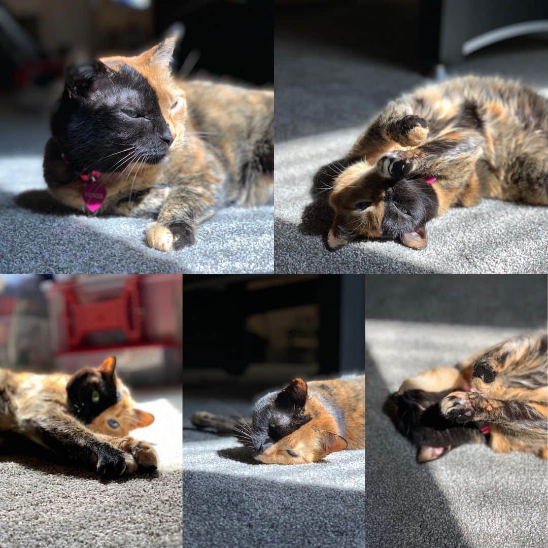 Venus Cat さんのインスタグラム写真 - (Venus Cat Instagram)「Pretty much sums up my weekend plans! 😺🕶☀️ #sunbathing #catlife」9月1日 1時09分 - venustwofacecat