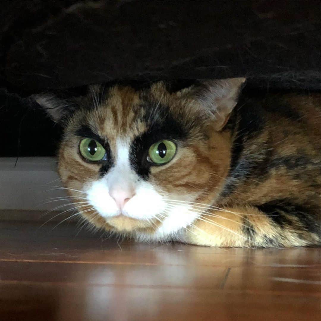 リリーのインスタグラム：「Caturday under the couch 🙀 mom left me for the weekend so I’m not happy 😾」