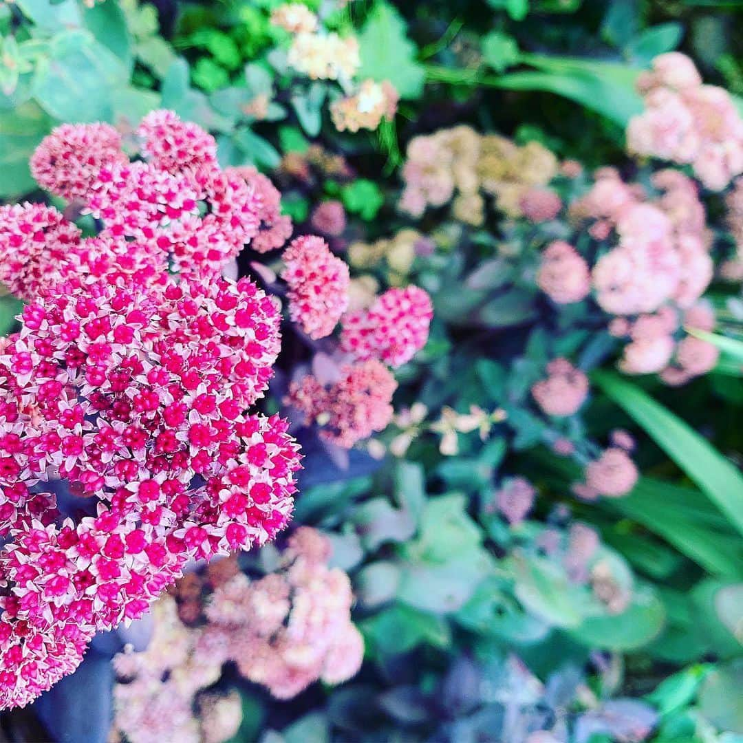 akikoさんのインスタグラム写真 - (akikoInstagram)「ミツバチってすごい #dontkillthebees」9月1日 2時06分 - akikojazz