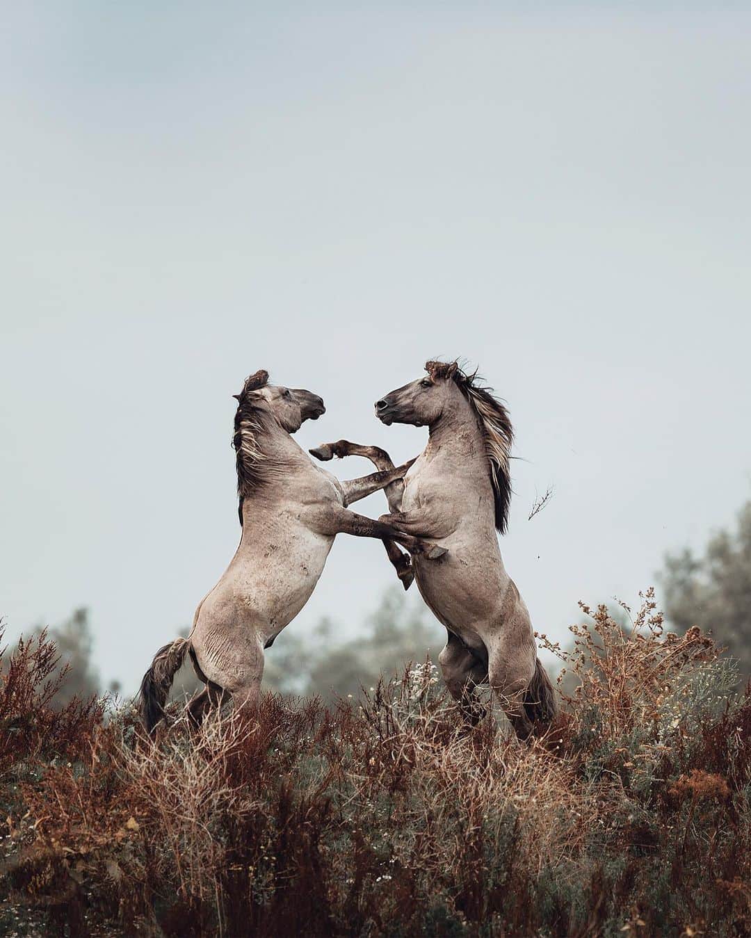Discoveryさんのインスタグラム写真 - (DiscoveryInstagram)「"These two wild Konik stallions in the Netherlands were playing quite roughly during one of my many visits in their fields. At some point the emotions shifted and their play became serious, as there is a constant tension between the herds which is caused by uneven gender distribution. When too many stallions fight for just a handful of mares, it can get ugly -- but ugly can still be beautiful for the camera." 📸 by the Carina Maiwald (@wherecarinagoes) . . . . #adventure #travel #nature #photography #landscape #love #photooftheday #explore #sky #wanderlust #naturephotography #instagood #sea #beautiful #picoftheday #Stallions #Konik #horse #wildwest #Netherlands」9月1日 2時25分 - discovery