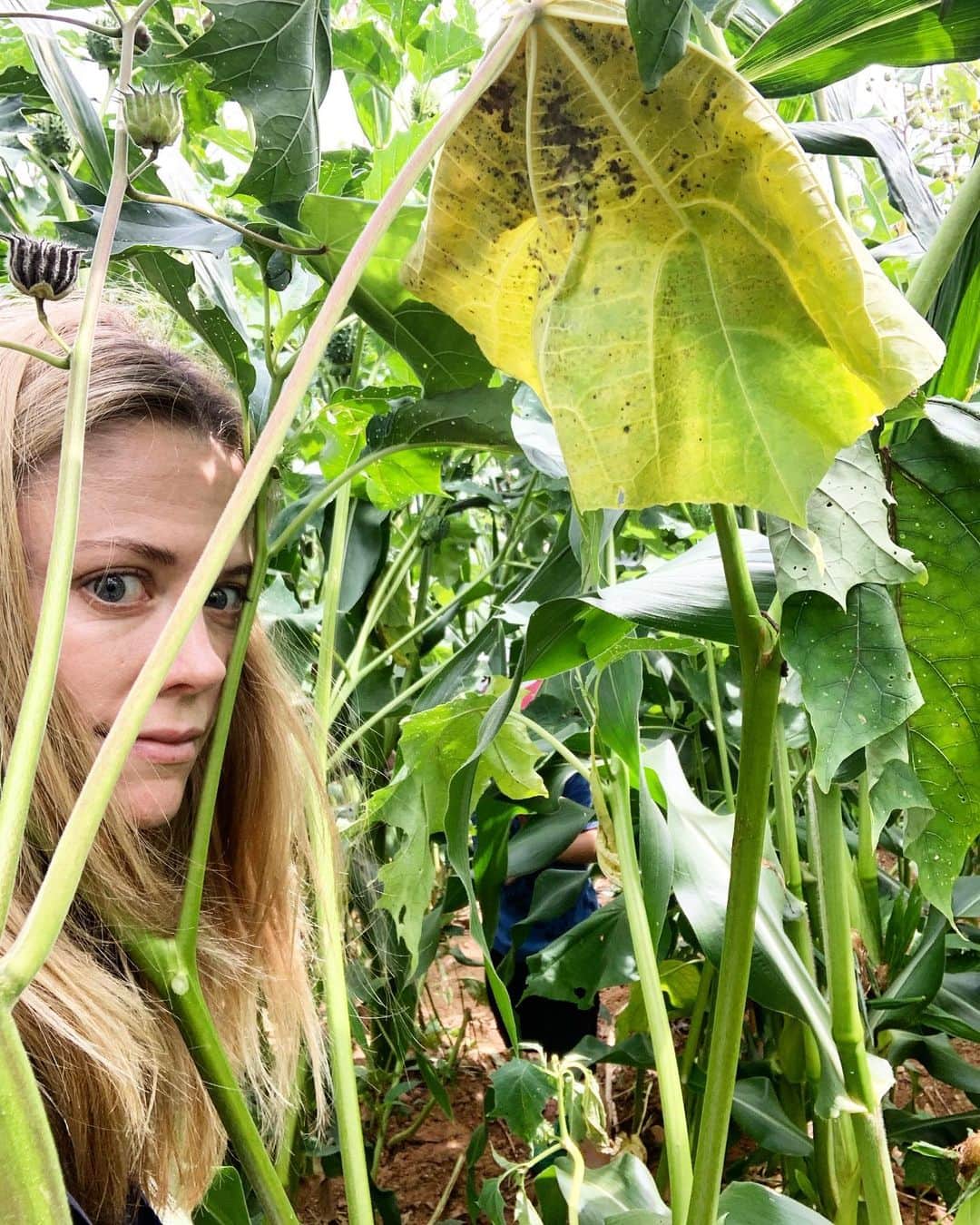 クレア・コフィーのインスタグラム：「Children of the Maize.」
