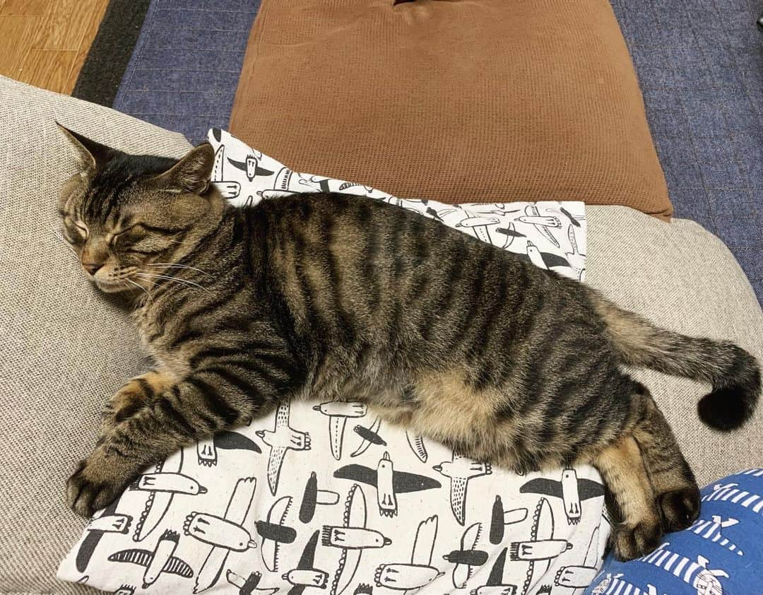 Musashiさんのインスタグラム写真 - (MusashiInstagram)「夜ムサシ。足蹴にされる幸せ。Nighty night... #musashi #mck #cat #キジトラ #ムサシさん #ねこすたぐらむ #musashi_the_cat」9月1日 3時33分 - _daisy