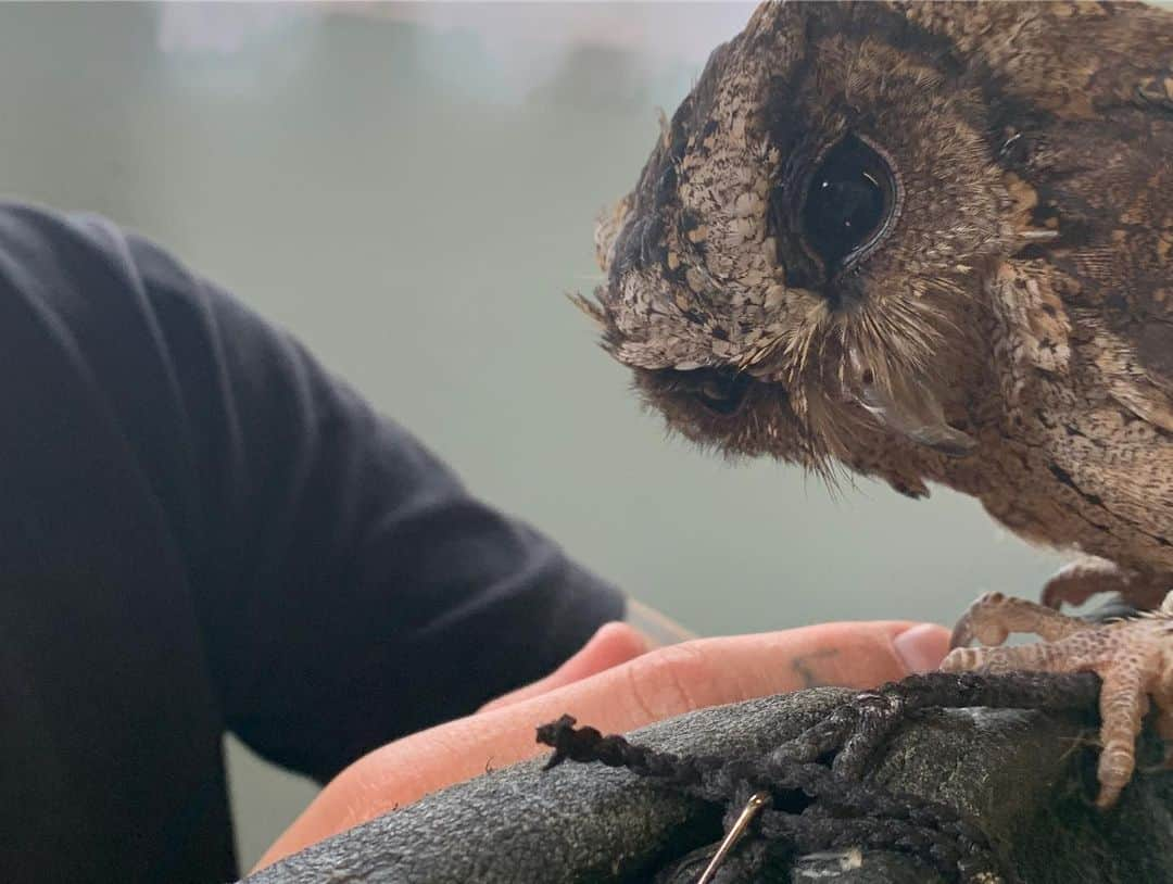 ケイト・ナッシュさんのインスタグラム写真 - (ケイト・ナッシュInstagram)「I TOLD YOU I cannnot talk right now. I am EXTREMMMMELY BUSY I have VERY important business with a very VERY TINY OWL by the name of OTIS 🦉  @codafalconry」9月1日 3時46分 - katenash