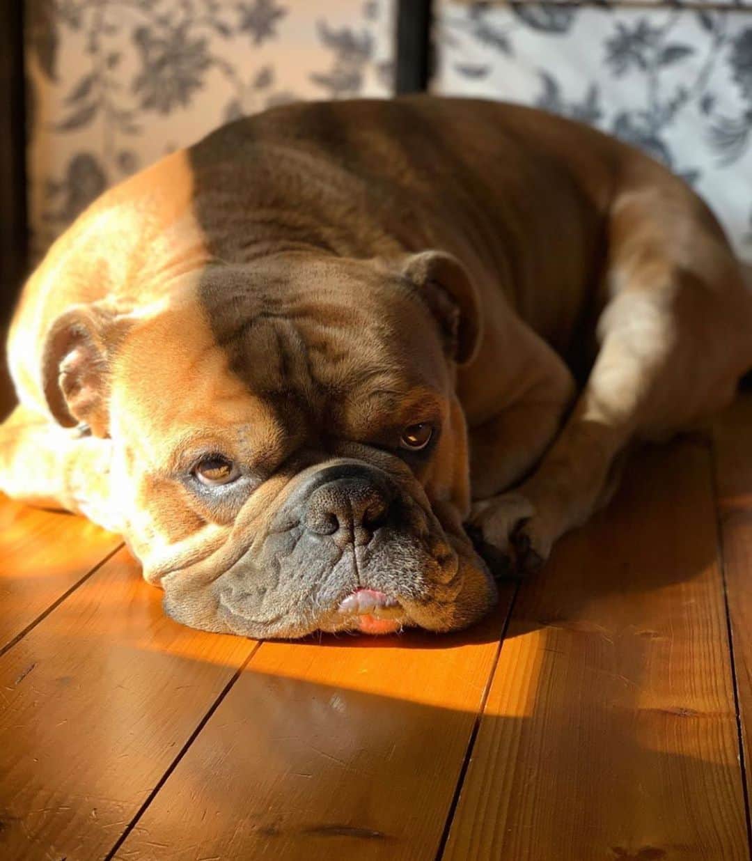 Bodhi & Butters & Bubbahのインスタグラム：「Lazy Saturday = best Saturday . . . . Don’t forget to enter our #giveaway with @copperpawmat 🎉 see last post for details . . #bulldog #lazy #saturday #weekend #goodvibes #dogsofinstagram @murphy_2602」